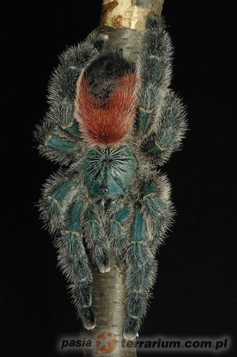 아마조니카 핑크토 유체 (Avicularia sp. amazonica manaus)